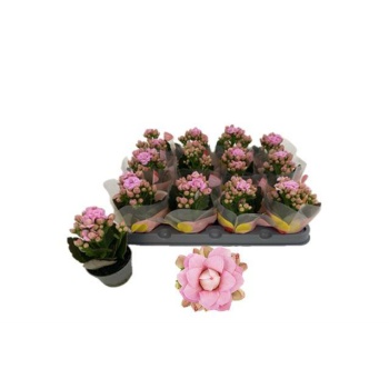 product/img.floraplaza.nl/127991-6-LIVE_fotos-0x12D263E38681A2378D6C6E08C07DCD74DB860407.jpg