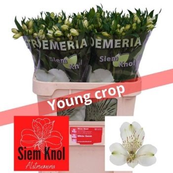 product/img.floraplaza.nl/128008-75-LIVE_fotos-0xF0F2ED9FC678F00A1E37F95EEDDD73AB8724EF26.jpg