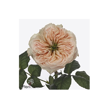 product/img.floraplaza.nl/128023-40-ART_fotos-VBN-vbn128023.jpg