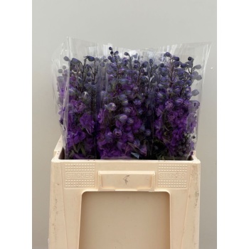 product/img.floraplaza.nl/128083-60-LIVE_fotos-0xAE7D7AD9732C5CF62DB074BA10F7239DDF207962.jpg