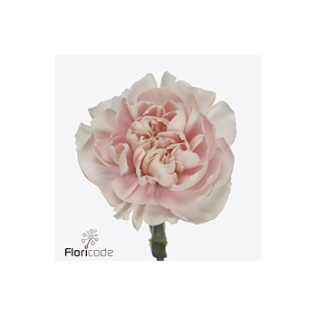 product/img.floraplaza.nl/128121-60-ART_fotos-VBN-vbn128121.jpg
