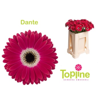 product/img.floraplaza.nl/128190-50-LIVE_fotos-0xD9AD055B70DE1FA51FEC1F947AE1F2E361600F6E.jpg