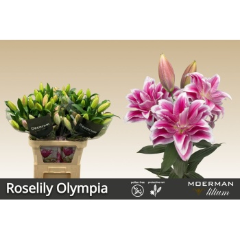 product/img.floraplaza.nl/128204-85-LIVE_fotos-0x4749AD373BD36BBE4E07C8D65DC7C7671A9B0424.jpg
