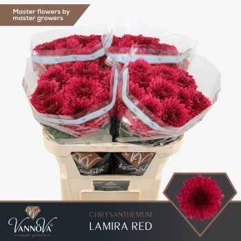 product/img.floraplaza.nl/128224-80G-LIVE_fotos-0xF7E32A6A155E1258230757D0038B7B2933FF6749.jpg