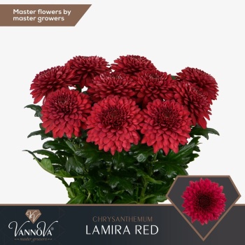 product/img.floraplaza.nl/128224-95G-LIVE_fotos-0xCBA62C08F59271F45CCCEEFC13C8E9EF61AA59CA.jpg