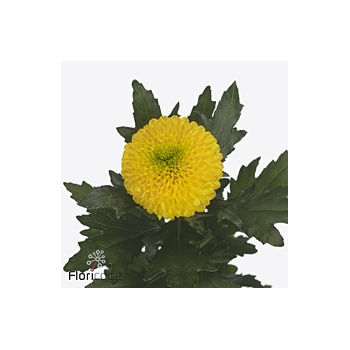 product/img.floraplaza.nl/128230-70-ART_fotos-VBN-vbn128230.jpg