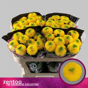 product/img.floraplaza.nl/128230-70-LIVE_fotos-0xCC6AF4D05F7A7F1E5F96E61B41D4E69749CFACD1.jpg