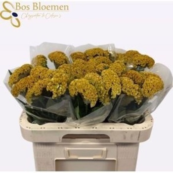 product/img.floraplaza.nl/128248-60-LIVE_fotos-0x40125365D2D1346DEF419CCD69EA018D4216B147.jpg