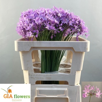 product/img.floraplaza.nl/128291-60-LIVE_fotos-0x47720B79CF53FF7325340A7262AB23DCB55ECF49.jpg