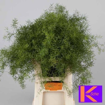 product/img.floraplaza.nl/1283-50-LIVE_fotos-0xE72FC6DDE784D02B13D2D831A663A622D5DE5468.jpg