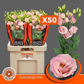 product/img.floraplaza.nl/12831MAASZ-LIVE_fotos-0xFF3F464075114033F1C6F73AE8862A74451CDBDE.jpg