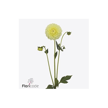 product/img.floraplaza.nl/128334-55-ART_fotos-VBN-vbn128334.jpg