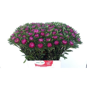 product/img.floraplaza.nl/1284-45-LIVE_fotos-0xF7214DF13A82B7283C0B881145A6D01D4B2616F6.jpg
