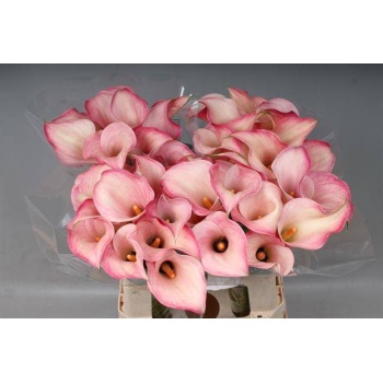 product/img.floraplaza.nl/128413-65-LIVE_fotos-0x53450ED194A15A83F946B1DAB1BABEC91C0F6043.jpg