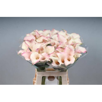product/img.floraplaza.nl/128413-65-LIVE_fotos-0xC27792A8EB6DE6A27FF7A7FBCA7D6FD4D77082B8.jpg