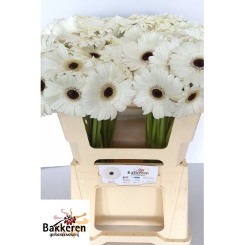 product/img.floraplaza.nl/128417-50-LIVE_fotos-0x13DB7DBB8B8CBE2DAFE30F8D8E063BDB03CAF806.jpg