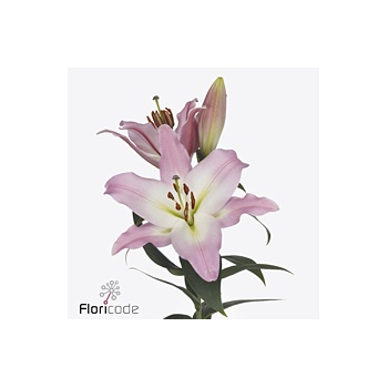 product/img.floraplaza.nl/128448-90-ART_fotos-VBN-vbn128448.jpg