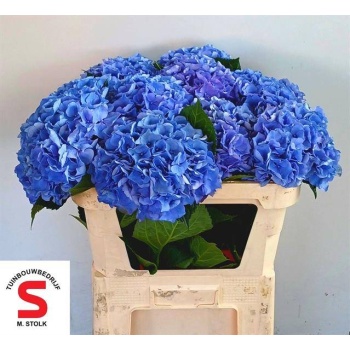 product/img.floraplaza.nl/128454-70-LIVE_fotos-0xB1B143898A8279982377841E8E99FCD8D7B502B8.jpg