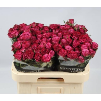product/img.floraplaza.nl/128464-60-LIVE_fotos-0x9D9214F2CDCE2C3FB2E4AED4CAB7892C11B393FF.jpg