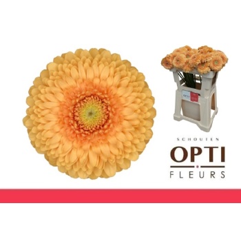 product/img.floraplaza.nl/128474-50-LIVE_fotos-0xB6689740BDD1B921DA59B01C524000E527D63730.jpg