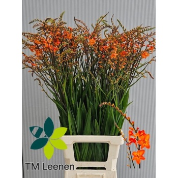 product/img.floraplaza.nl/128482-90-LIVE_fotos-0x33AF4A10A82D66CBB0ACF6F4FD3089364DD0F84D.jpg