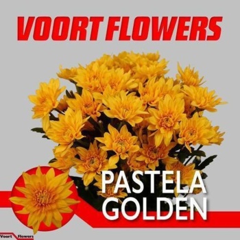 product/img.floraplaza.nl/128512-85-LIVE_fotos-0xF0714061BA5BA17B07C4E41E3EBF00B08ECB93D3.jpg