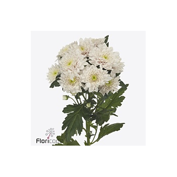 product/img.floraplaza.nl/128513-70-ART_Fotos-VBN-vbn124088.jpg