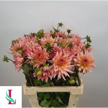 product/img.floraplaza.nl/128595-60-LIVE_fotos-0x8370F8B9B111D9D82A7BD96834AE3A82311C6BA2.jpg