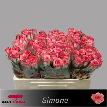 product/img.floraplaza.nl/128614-50-AFRI-LIVE_fotos-0xA3F43AD0DD40DFB0EF596EE82B637A322D8CE7DB.jpg
