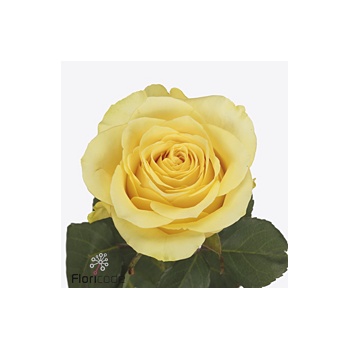 product/img.floraplaza.nl/128616-40U-ART_fotos-VBN-vbn128616.jpg