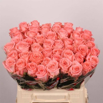 product/img.floraplaza.nl/128638-40-LIVE_fotos-0xCBD799A9FE6BFF06F1FC6114096AB1F718DA7150.jpg