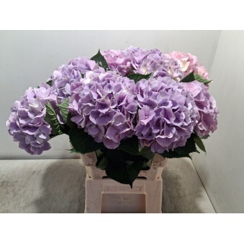 product/img.floraplaza.nl/128672-60-LIVE_fotos-0xEFD69911CDA73C87982F68977B3FCD487A9362DA.jpg