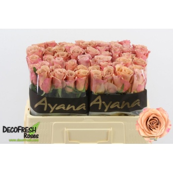 product/img.floraplaza.nl/128724-50-LIVE_fotos-0xE98F65667F3A271BFF669BADE32224B3A55C28A5.jpg