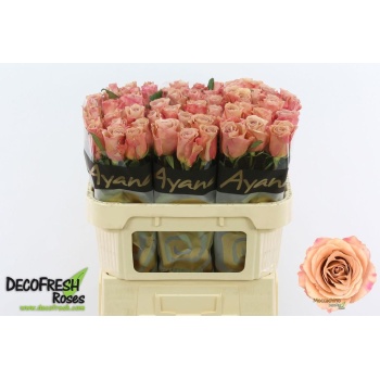 product/img.floraplaza.nl/128724-70-LIVE_fotos-0xACC20C329AE9DDC04E1B1B88D7B7D87DFBD688C5.jpg