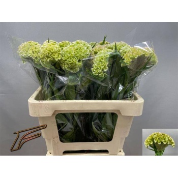 product/img.floraplaza.nl/128730-55-LIVE_fotos-0xA1ECF40C71D8057764DB452F3162B57981FE7BE9.jpg