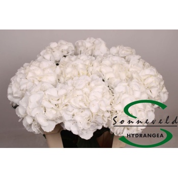 product/img.floraplaza.nl/128760-75-LIVE_fotos-0xFF10CC5FB6EA48749D7E3B7E73CFD57AE9C5ECD0.jpg