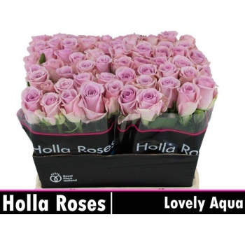 product/img.floraplaza.nl/128776-40-LIVE_fotos-0x3A9F1036BF68D6436B36C59E815D9FB6D5510CC0.jpg