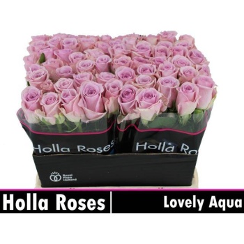 product/img.floraplaza.nl/128776-40-LIVE_fotos-0x805785CE0AC1D9D9B76315147E04030CC34AB36D.jpg