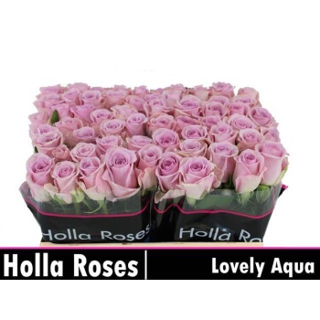 product/img.floraplaza.nl/128776-50-LIVE_fotos-0xC261916FC979ABA92449059A4183C87F47593AC7.jpg