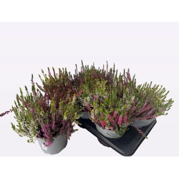 product/img.floraplaza.nl/128782-17-LIVE_fotos-0xF25B2CB41DAD2C4DAB7AE6E39814EFD475DE7F06.jpg