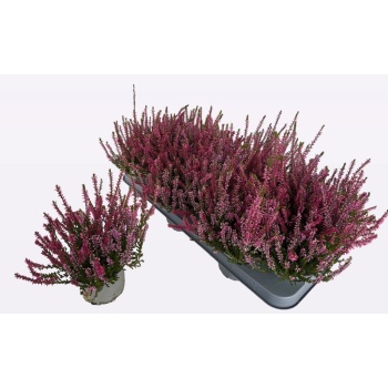 product/img.floraplaza.nl/128783-11-LIVE_fotos-0xF3222736EEBA69B8C433EDD74BE01DA600C19E90.jpg