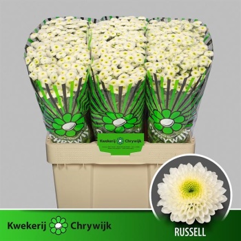 product/img.floraplaza.nl/128845-55-LIVE_fotos-0x0A8402B86F246A6660270E425FA6FA2D332EDFDB.jpg