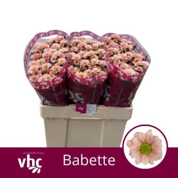 product/img.floraplaza.nl/128869-55-LIVE_fotos-0x495ED2A83D05FE79185277A55A72B53DBF0B74BB.jpg