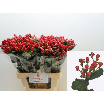 product/img.floraplaza.nl/128893-60-LIVE_fotos-0xC7BD4EA717F633DBE2B57C2D3F5AE3E1432B1BC0.jpg