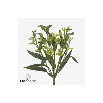 product/img.floraplaza.nl/128914-75-ART_fotos-VBN-vbn128914.jpg