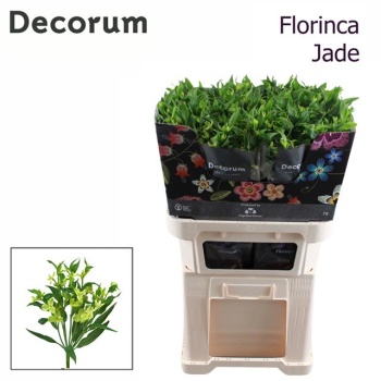 product/img.floraplaza.nl/128914-75-LIVE_fotos-0xA3B4D808ED4D0F73D7A6E02A4AE4DEE2F2F30261.jpg