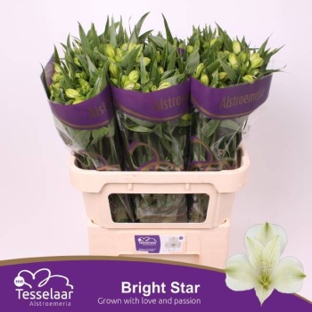 product/img.floraplaza.nl/128915-75-LIVE_fotos-0xDCB9D55E9DBE085C14CB41825FECDD6FB57932F1.jpg