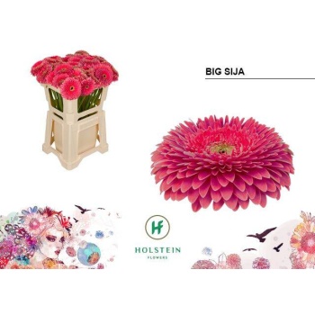 product/img.floraplaza.nl/128933-50-LIVE_fotos-0xF14CDE947BADC612CE48DDC9CD41BB193249A6ED.jpg