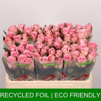 product/img.floraplaza.nl/128965-50-LIVE_fotos-0xBD11FB40A385FF68714BFBEDBA6C3650D21216F4.jpg