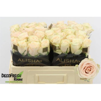 product/img.floraplaza.nl/128990-50-LIVE_fotos-0x7534FA671FF9AAD592C941E965F8160AE5995AC2.jpg